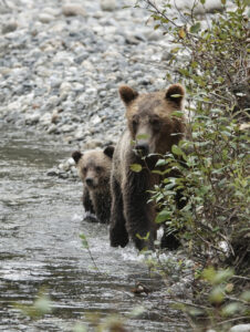 Sow and Cub Grizzly Bear walking along River