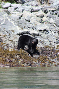 Black bear on the beach