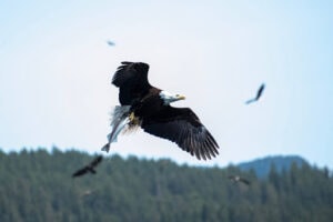 Eagle flying with fish in talons