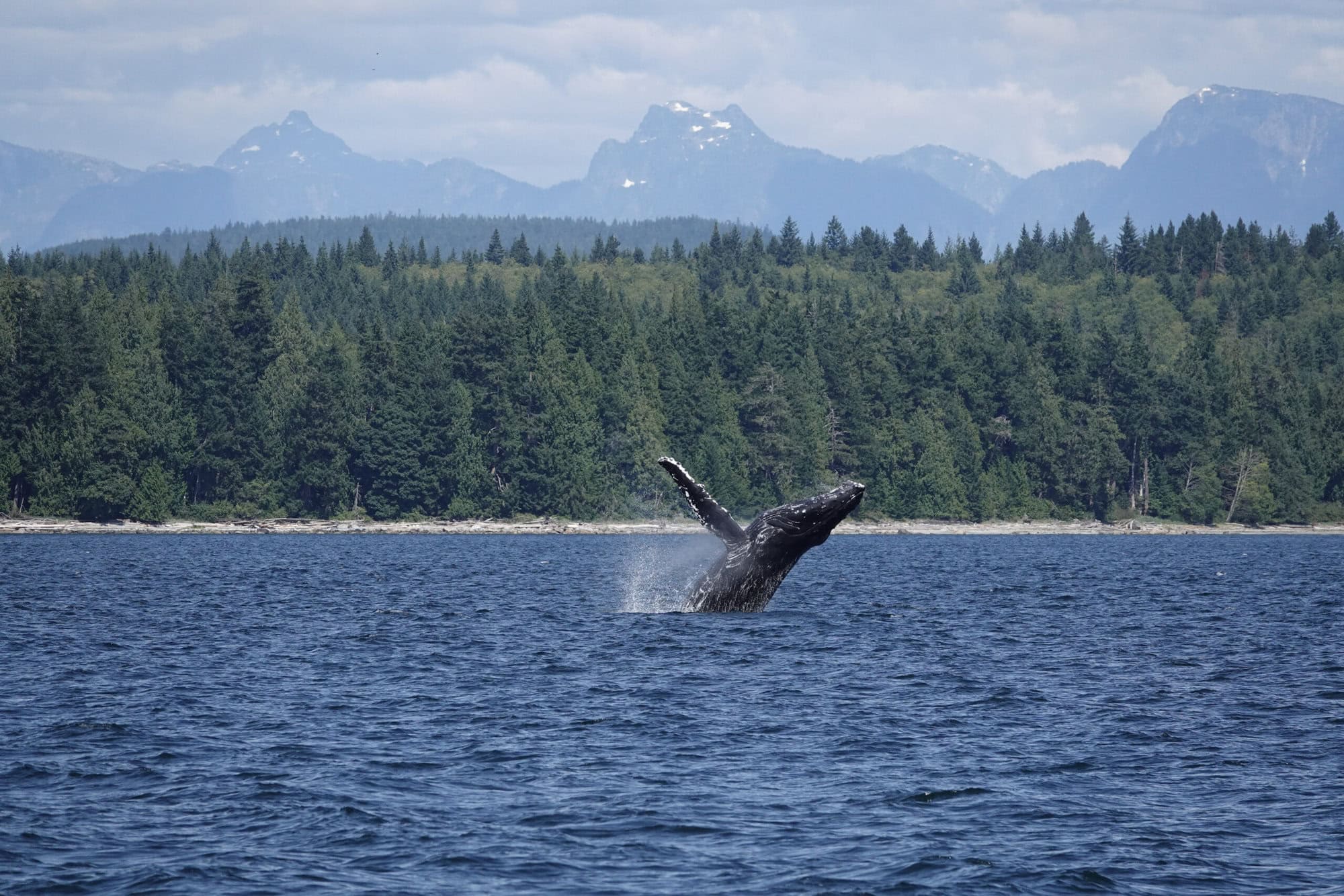 Humpback Whale breaching 