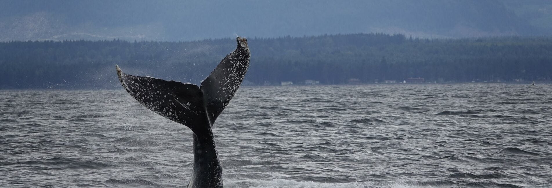 The fluke of a humpback whale showing as the whale dives into the ocean in front of Vancouver Island
