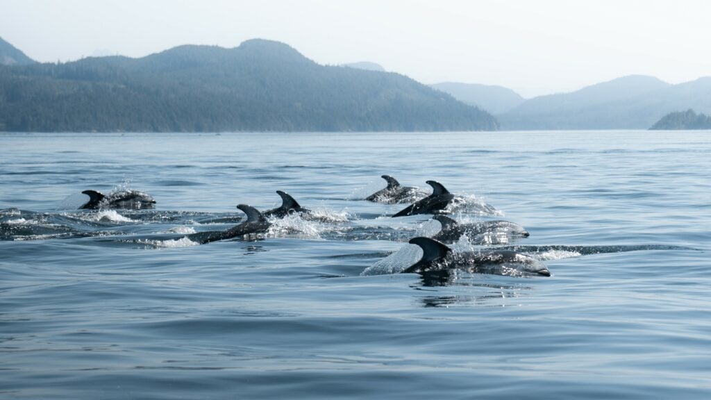 pacific white-sided dolphins swimming in the ocean