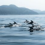 pacific white-sided dolphins swimming in the ocean