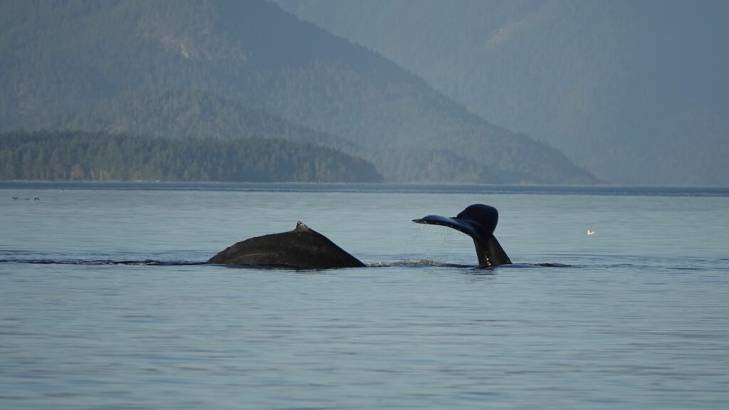 two humpback whales are diving under the water. one whale is showing its fluke while the other is showing its fin and back