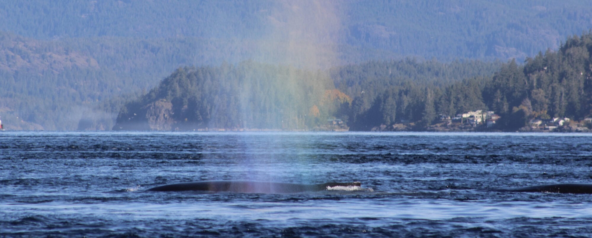 A humpback whale's blow, reflecting as a rainbow in the sunlight