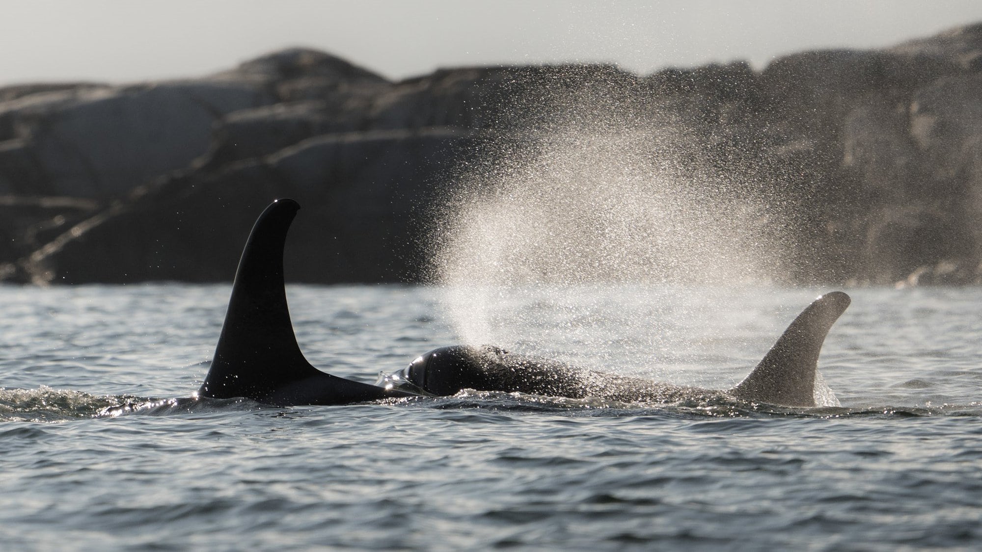 Two Orca surfacing from the ocean during sunset