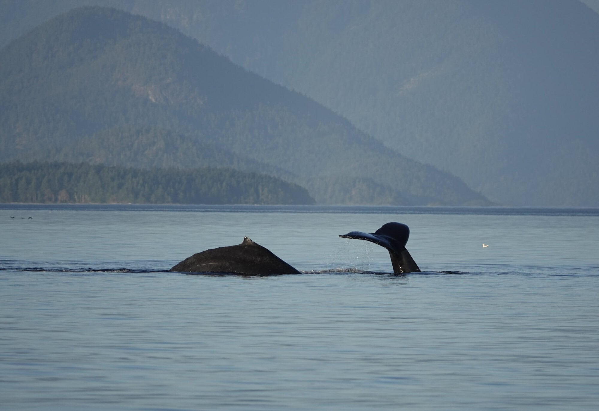 Two Humpback whales diving into the ocean, showing their flukes