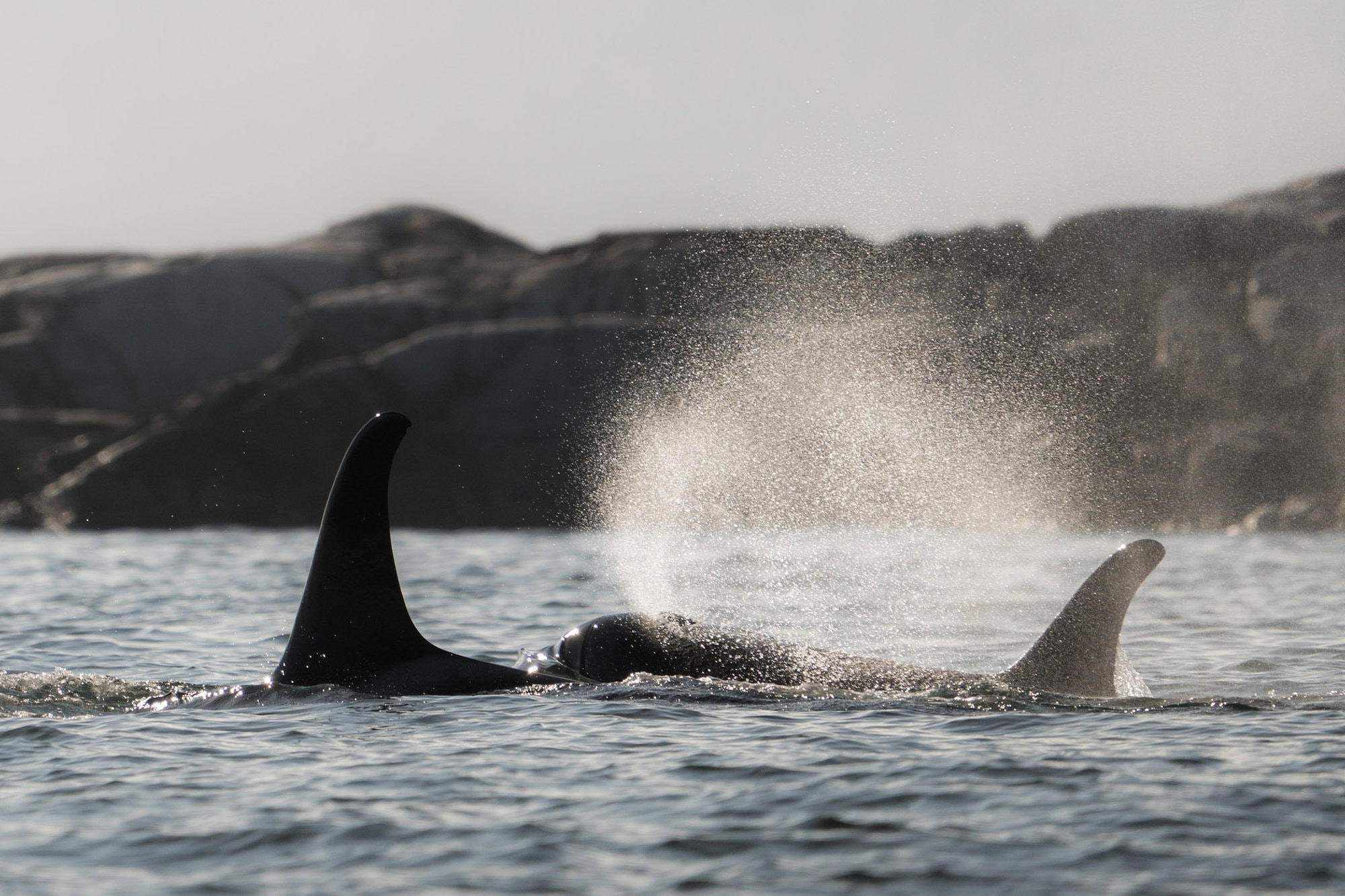 Two killer whales at sunset, blowing mist