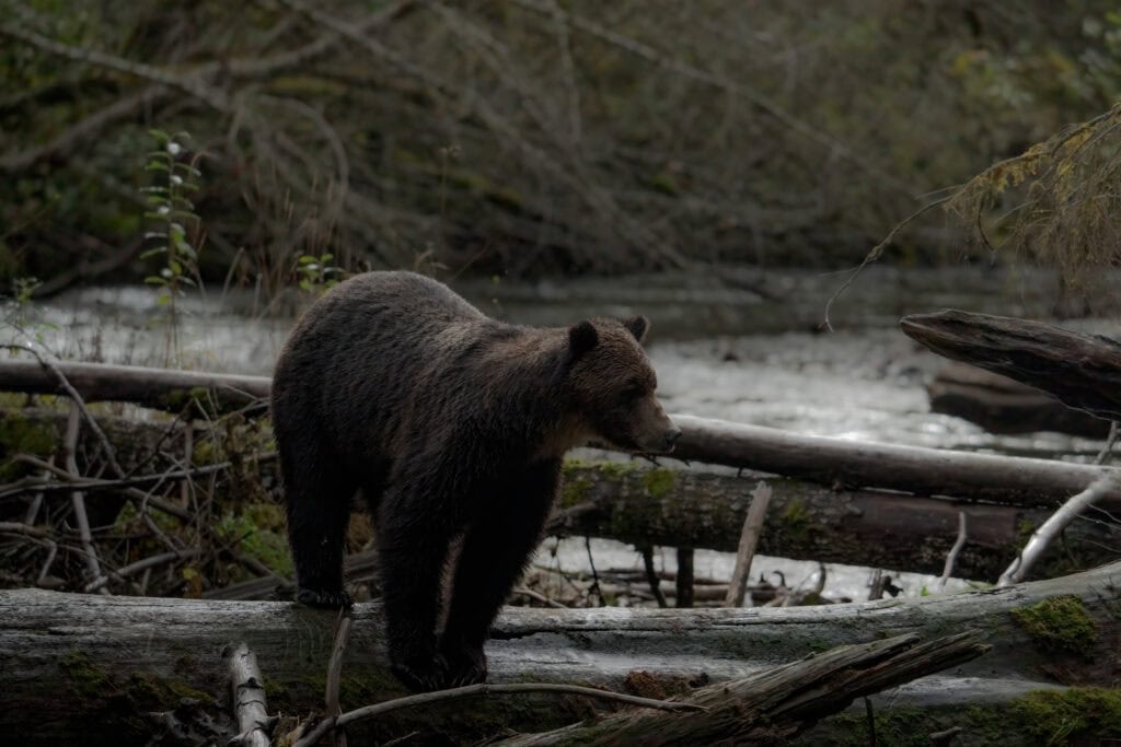 a grizzly bear walking on a log to cross a river