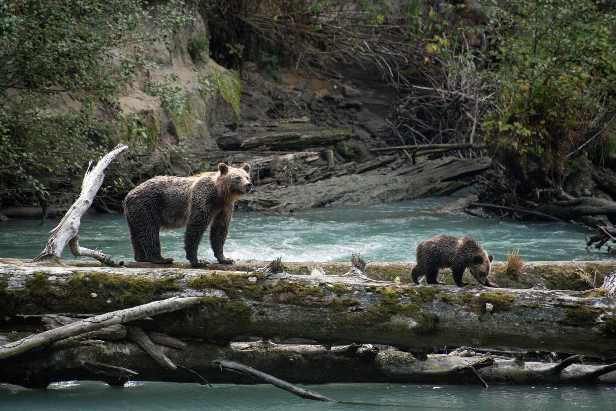 A grizzly bear with a cub walking on a log across a river