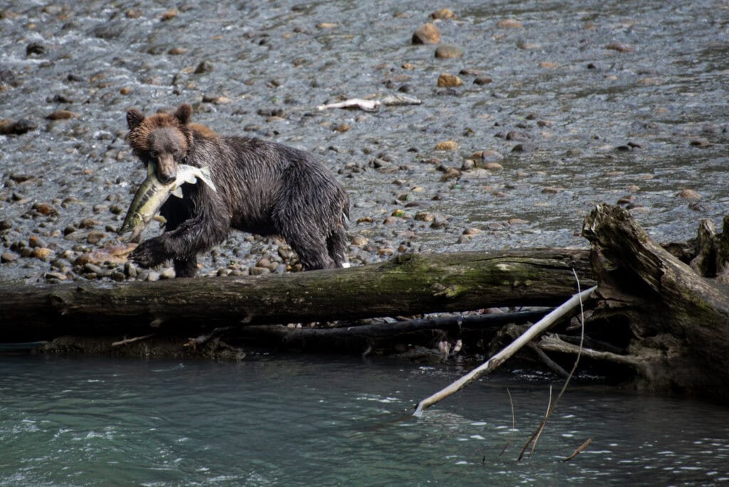 Grizzly bear carrying a salmon across the river in Toba Inlet