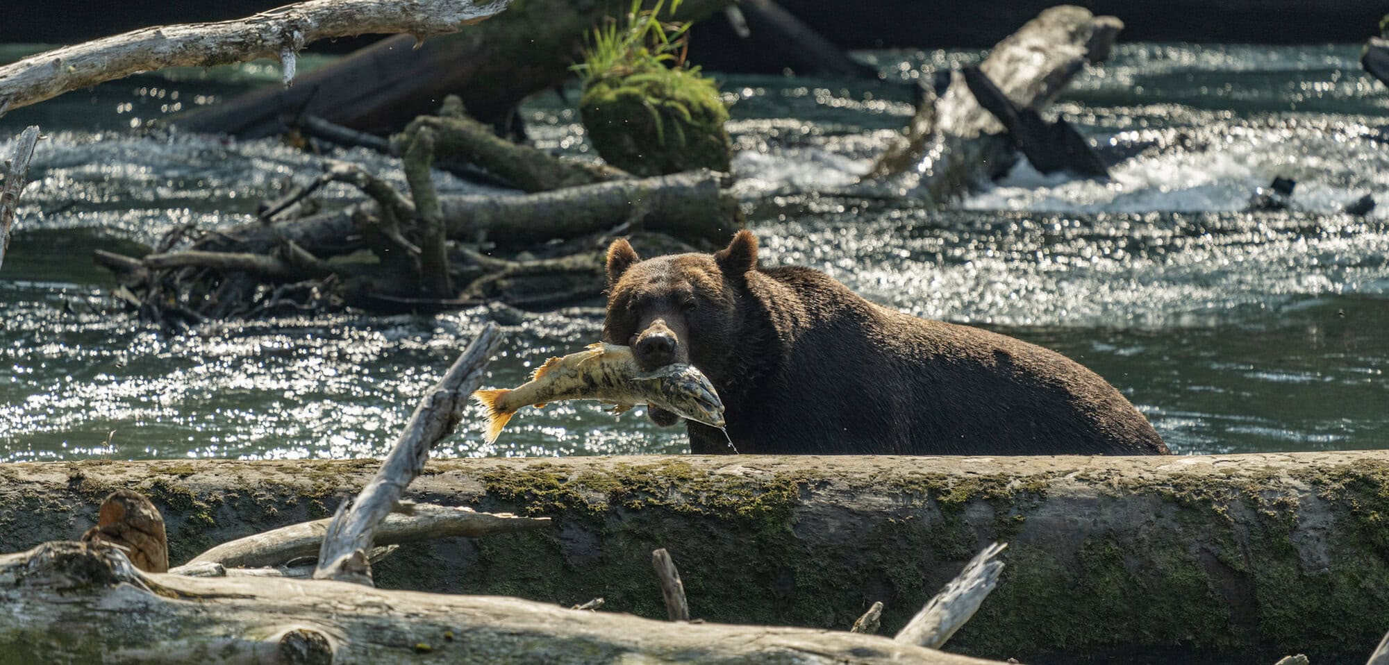 Grizzly bear with salmon in Toba Inlet
