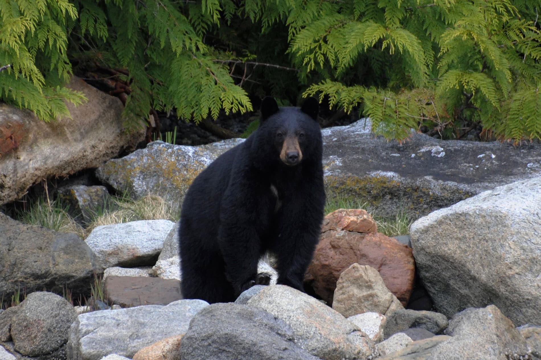Black Bear A Black Bear standing on the shore