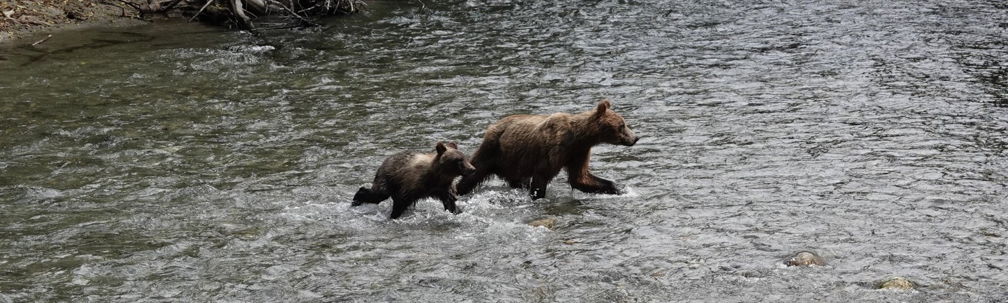 Grizzly Bear Mom and cub crossing a river