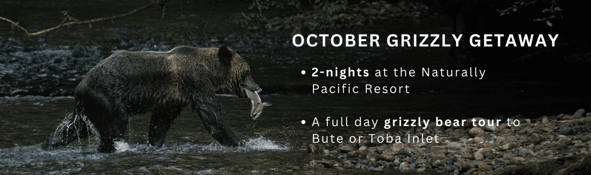 Grizzly Bear walking in a river with a salmon in its mouth