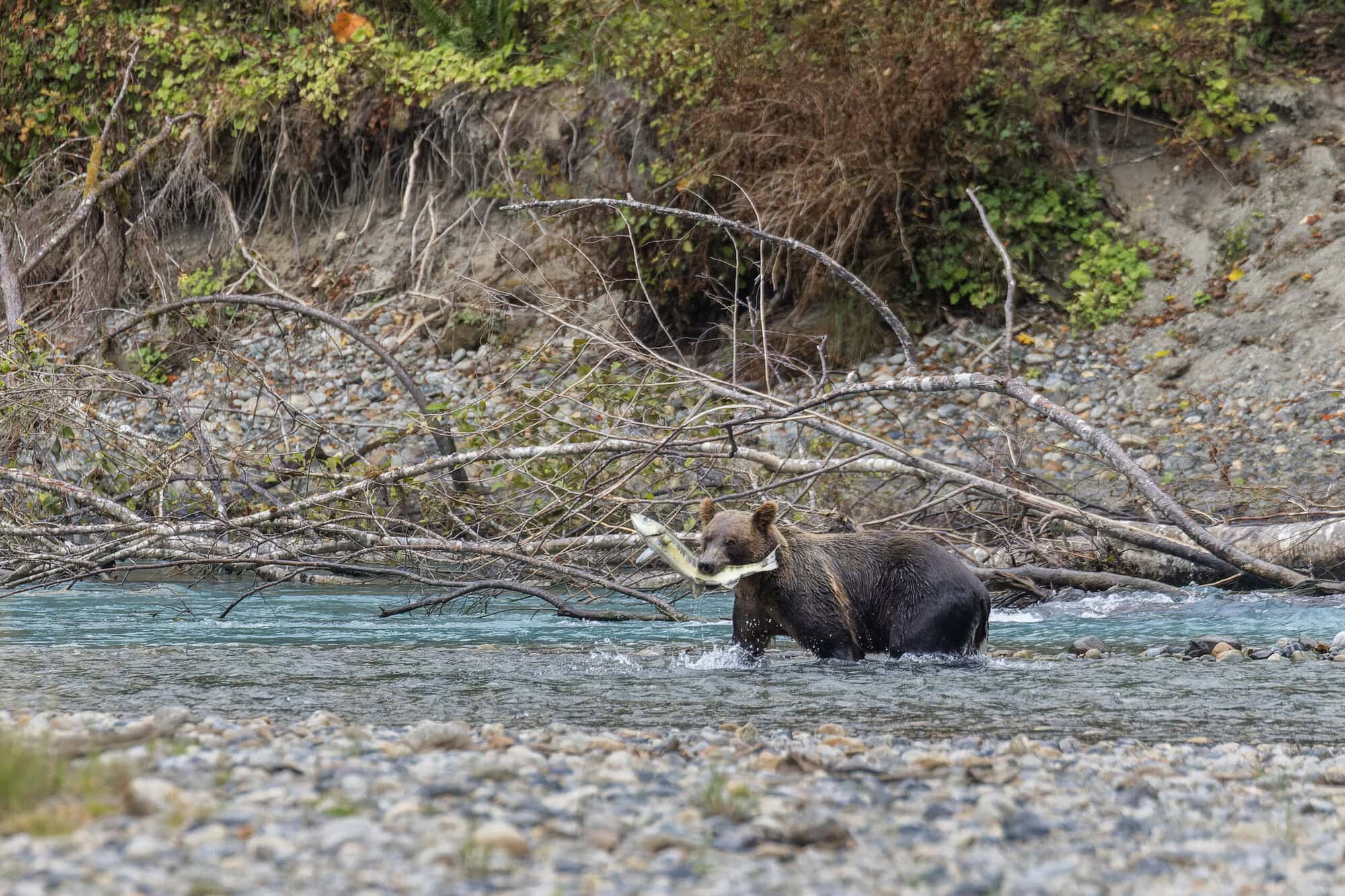 A grizzly Bear with pacific salmon