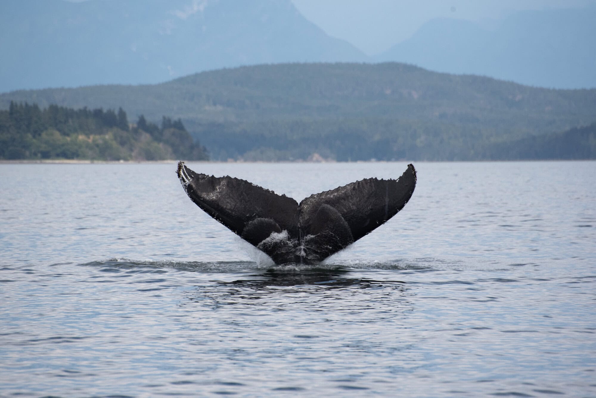 Humpback Whale showing it's fluke as it is taking a dive