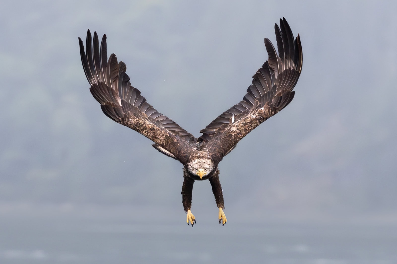 bald eagle flying