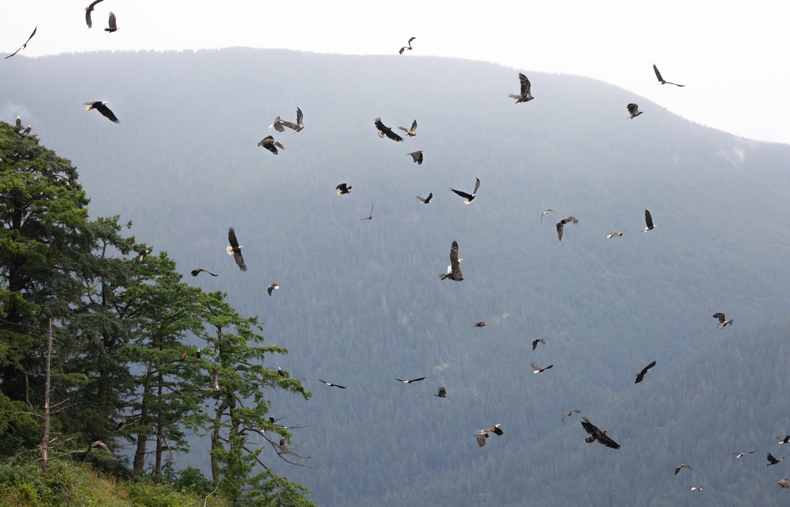 bald eagles soaring