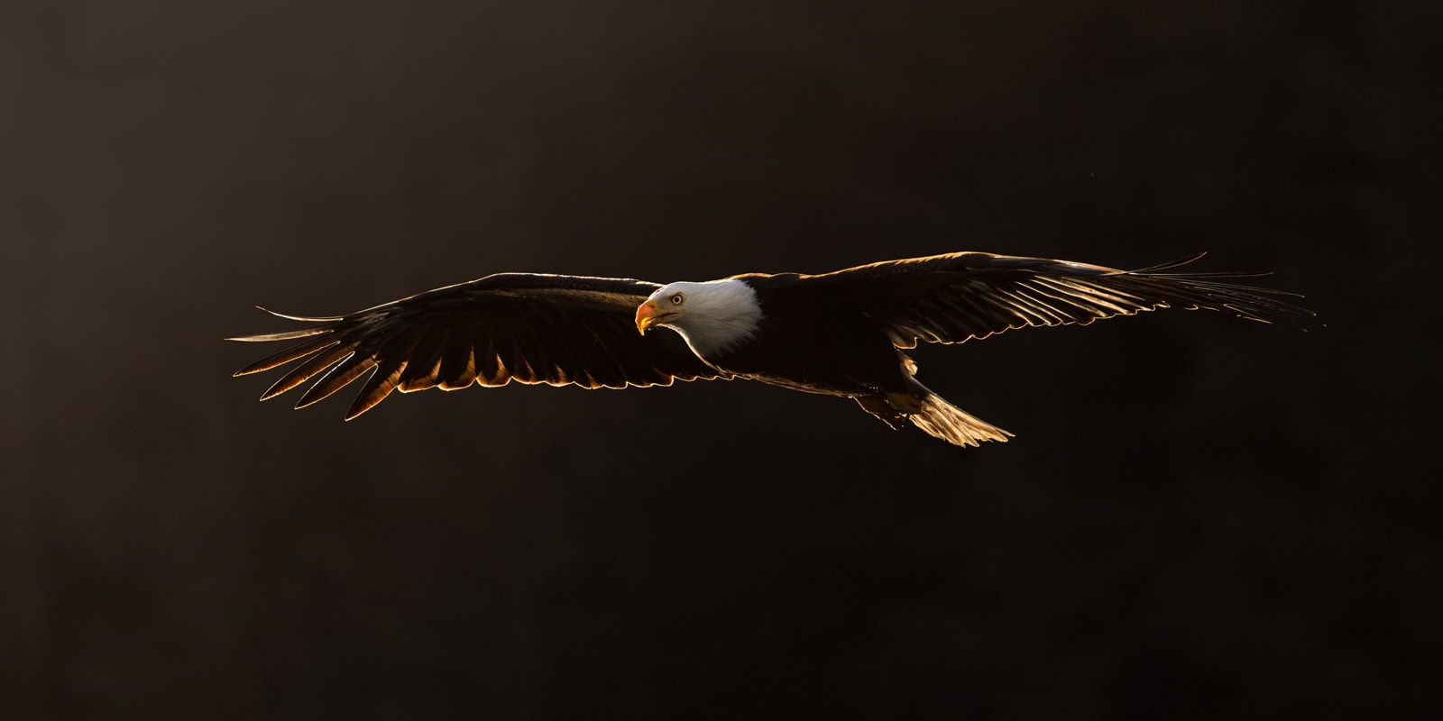 Bald eagle flying at sunset