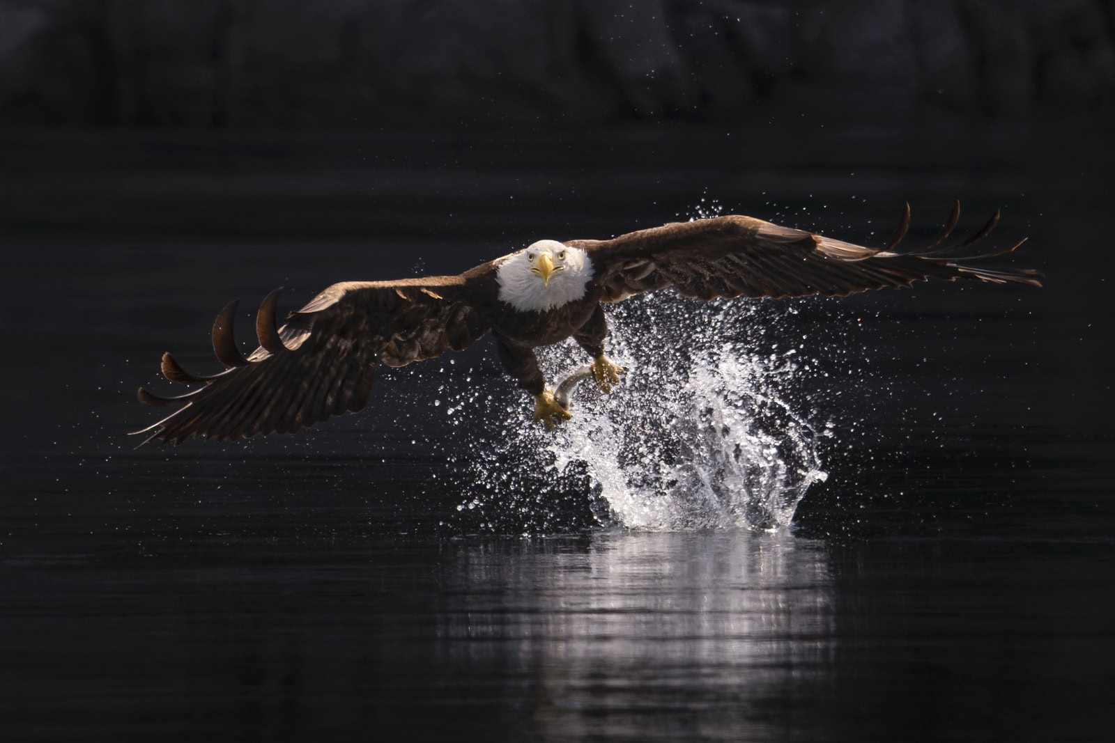 Bald eagle hunting