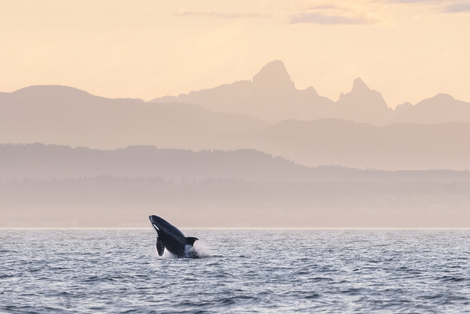 killer whale breaching during sunset