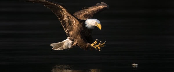 bald eagle catching fish