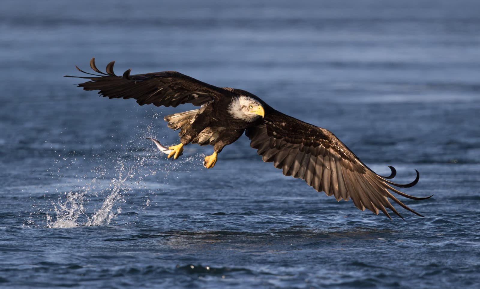 eagle feeding frenzy