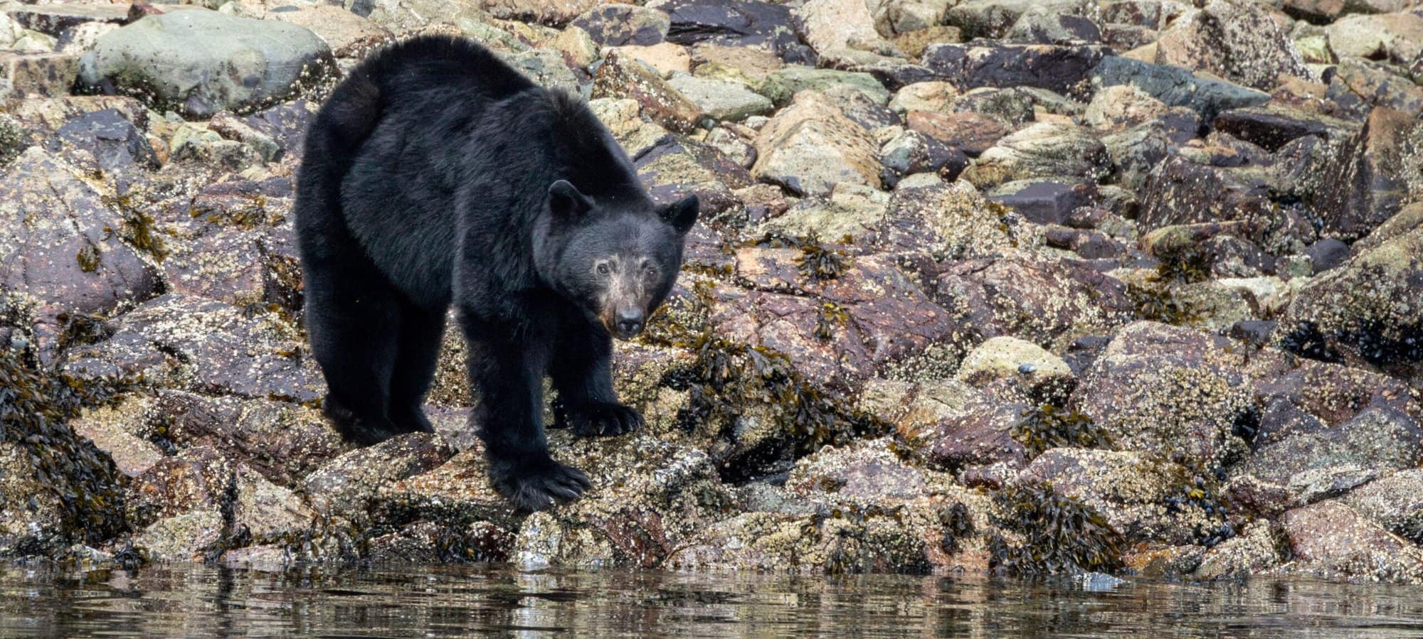 Black Bear on Vancouver Island shore