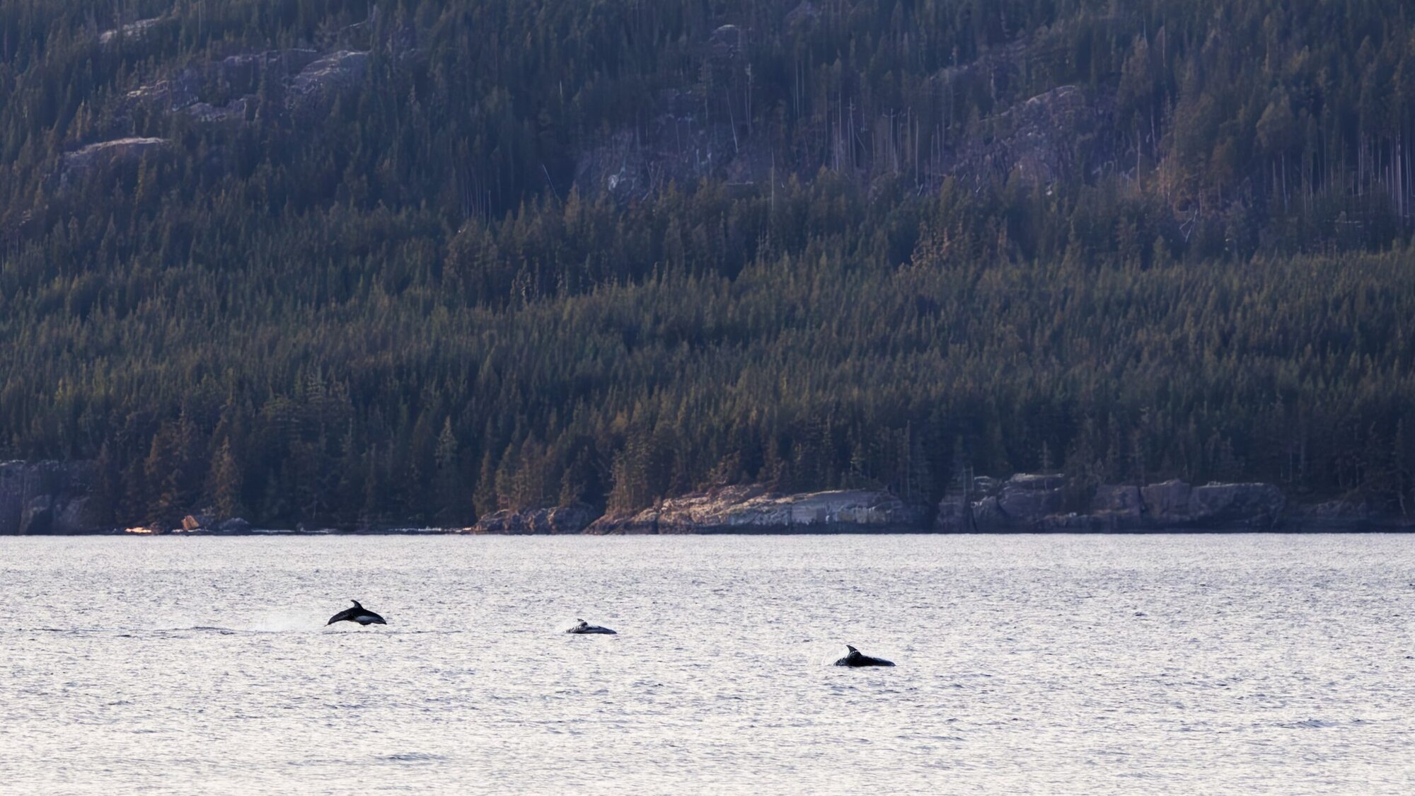 Pacific White Sided Dolphins