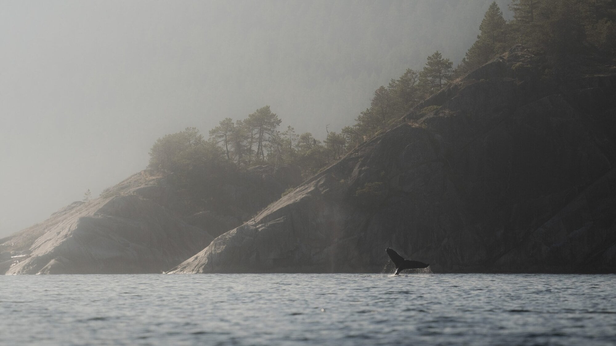 Humpback Whale Fluke in the sunset