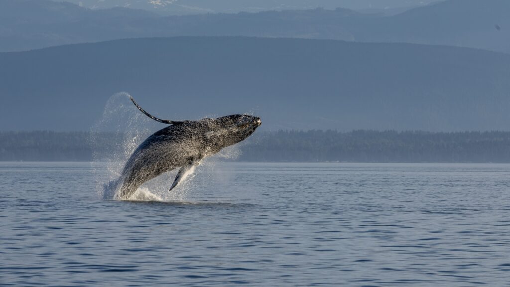 A humpback whale breaching in Campbell River