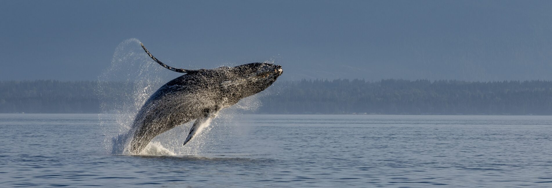 A humpback whale breaching in Campbell River