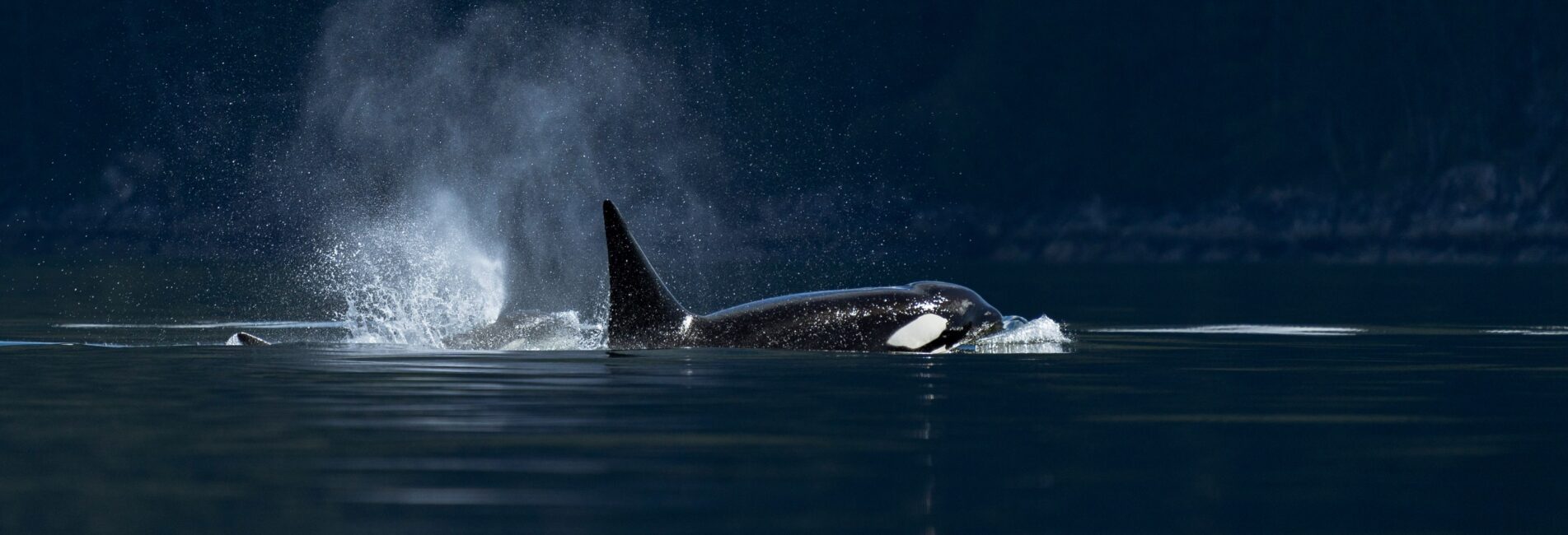 A Killer Whale exhaling