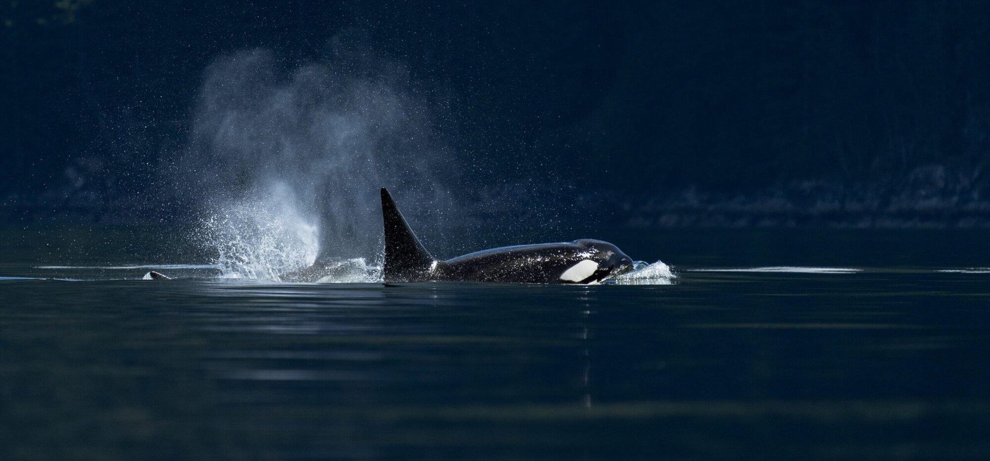 A Killer Whale exhaling