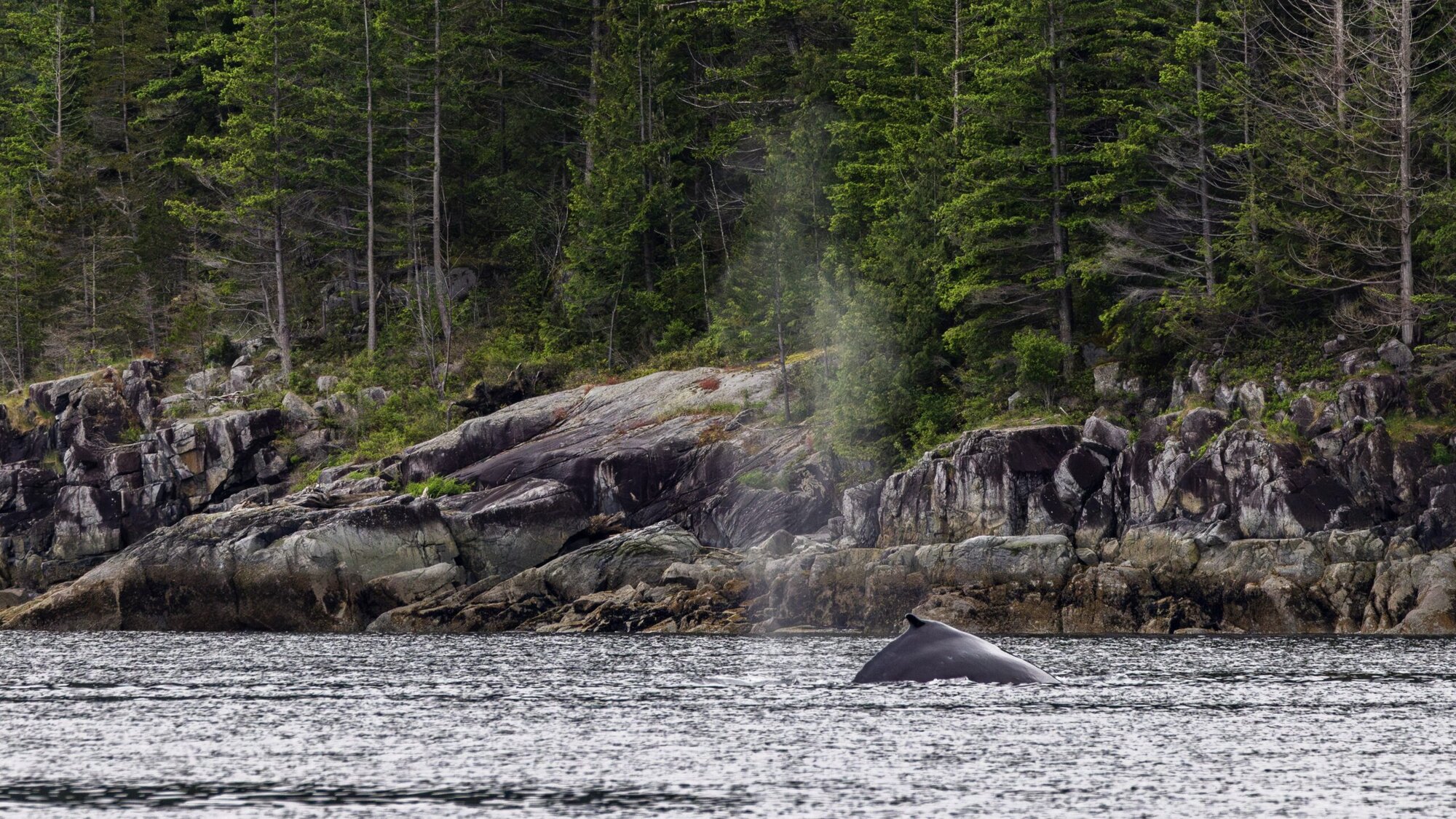 Humpback Whale breathing