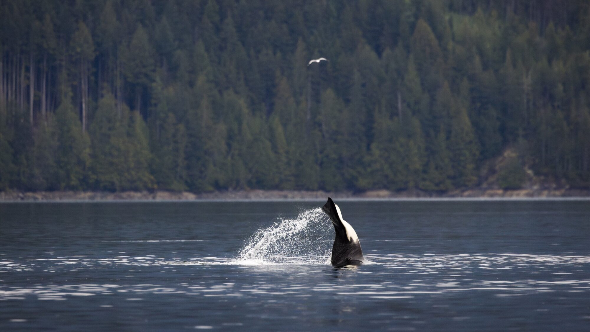 Killer Whale doing a tail flap