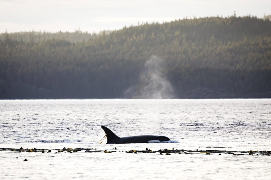 Killer Whale during sunset