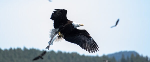 Eagle with Hake