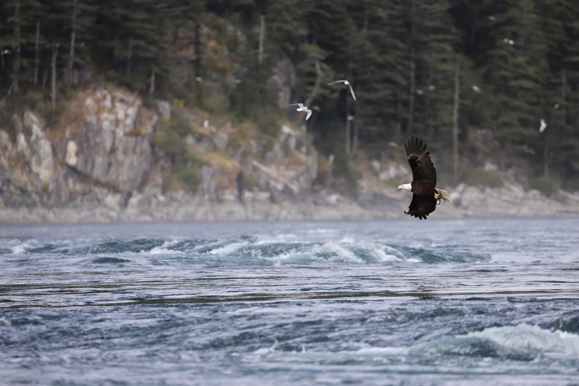 bald eagle and tidal rapids at Jimmy Judd
