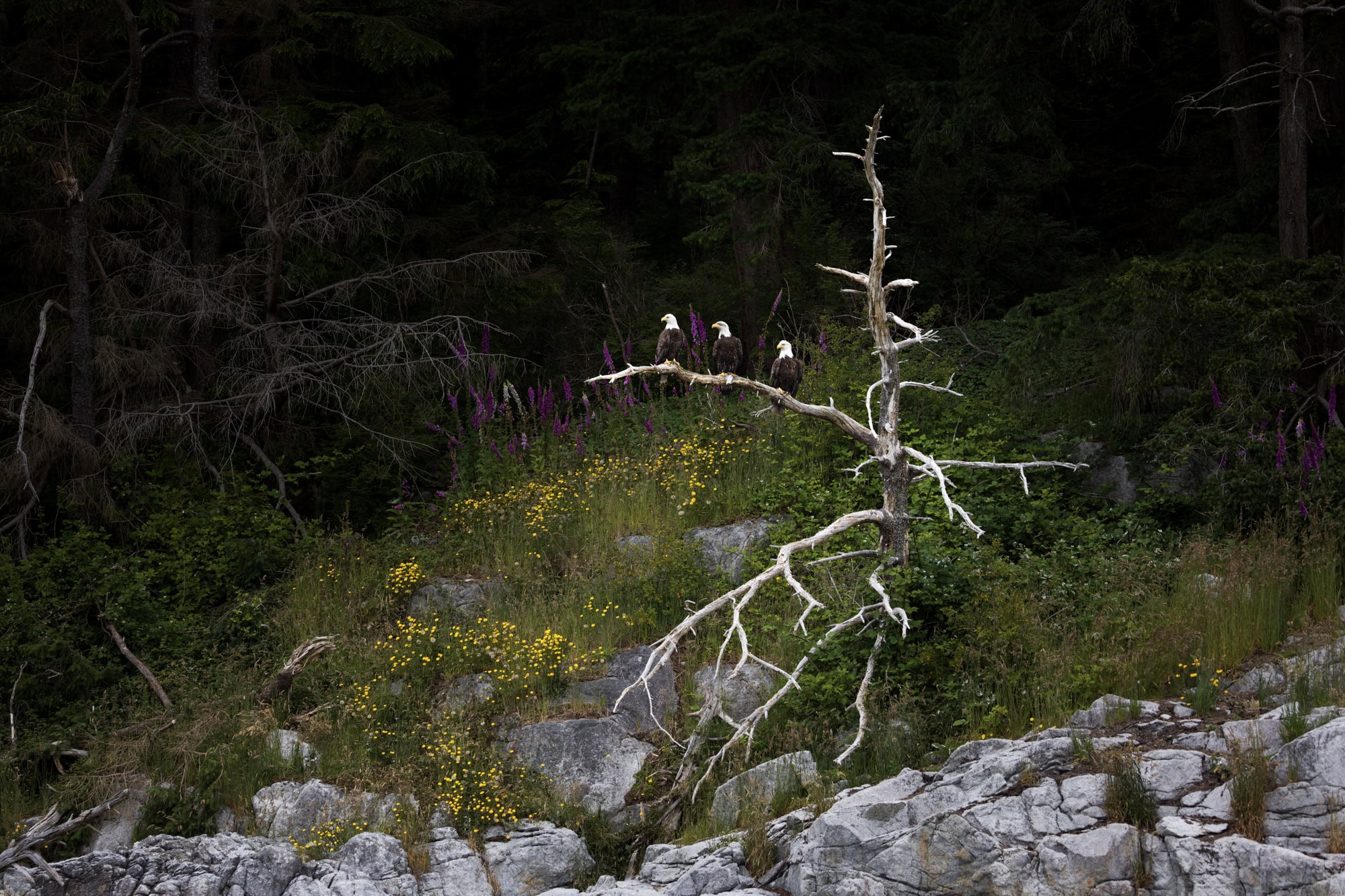bald eagles on a tree