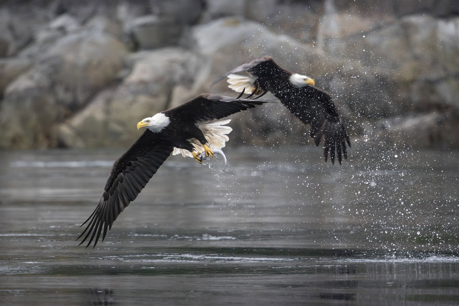 two bald eagles