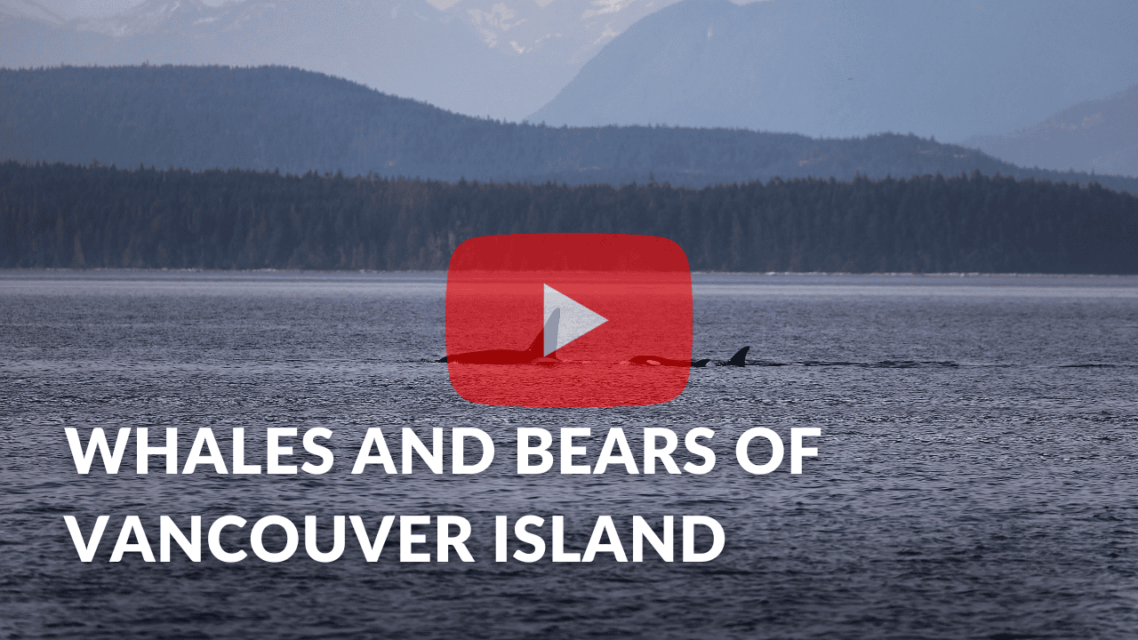 Thumbnail of YouTube Video about sustainability initiatives at Campbell River Whale Watching