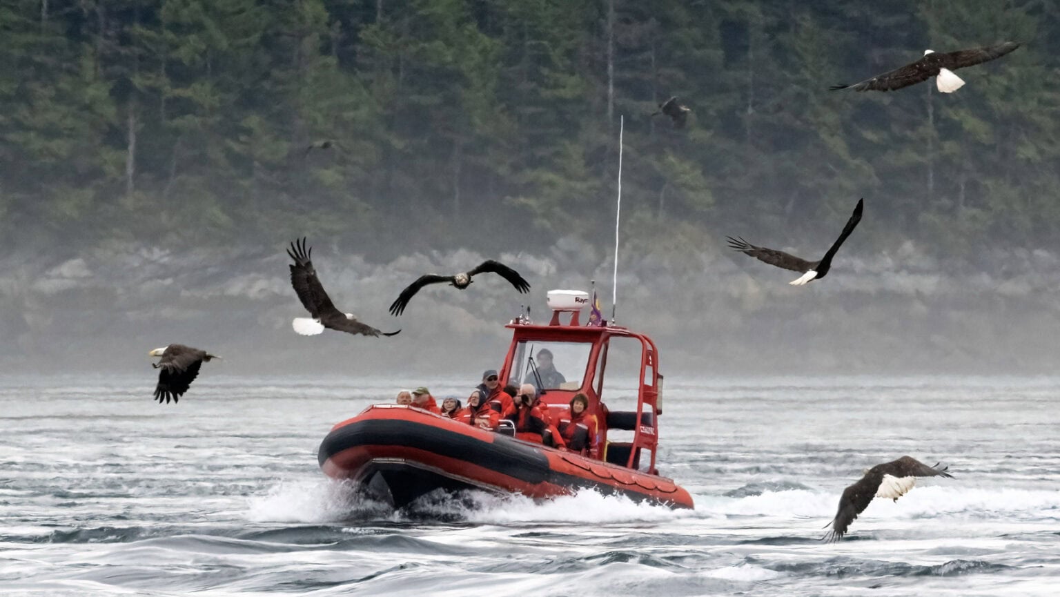 Eagles swooping around a zodiac