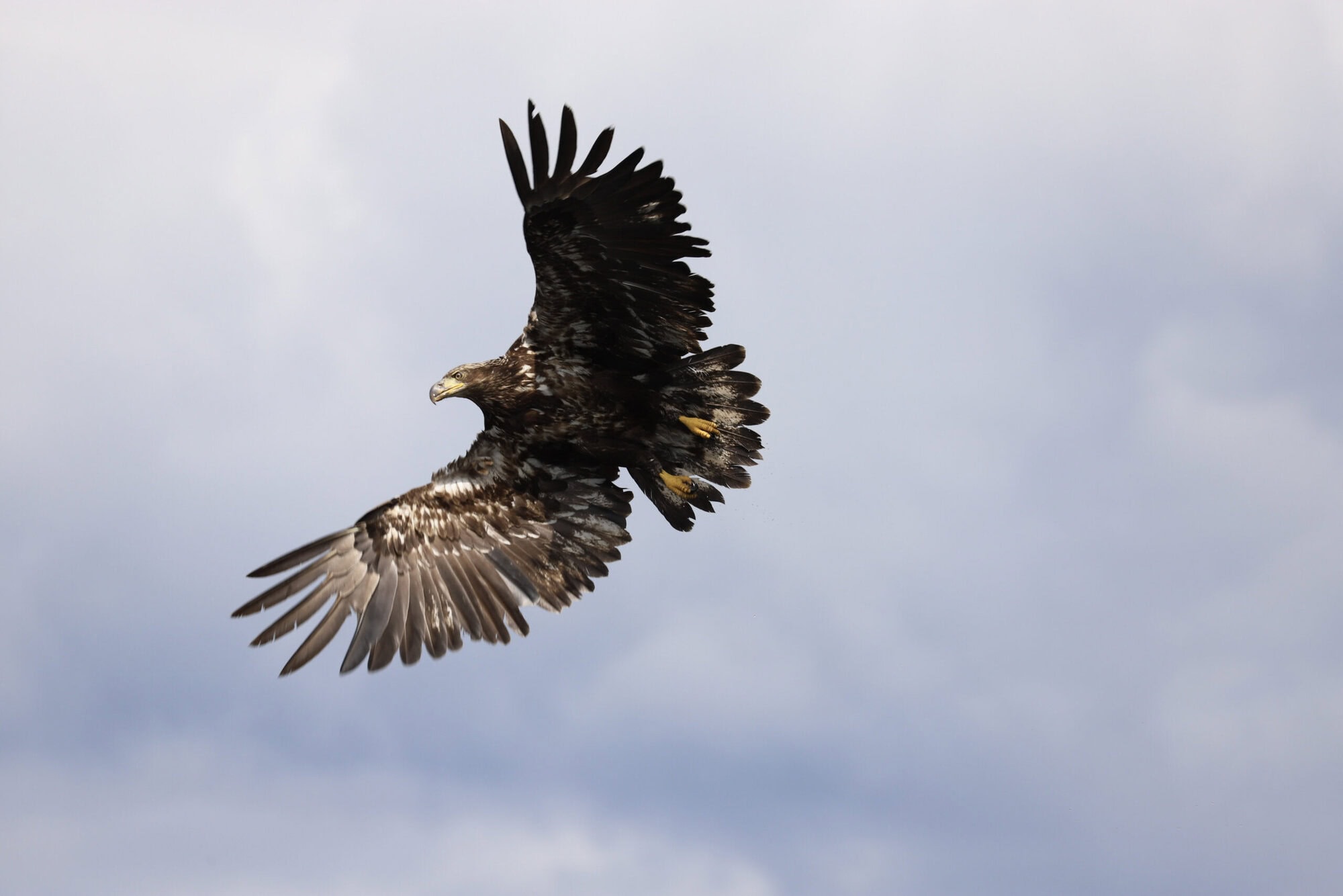 Bald Eagle Flying