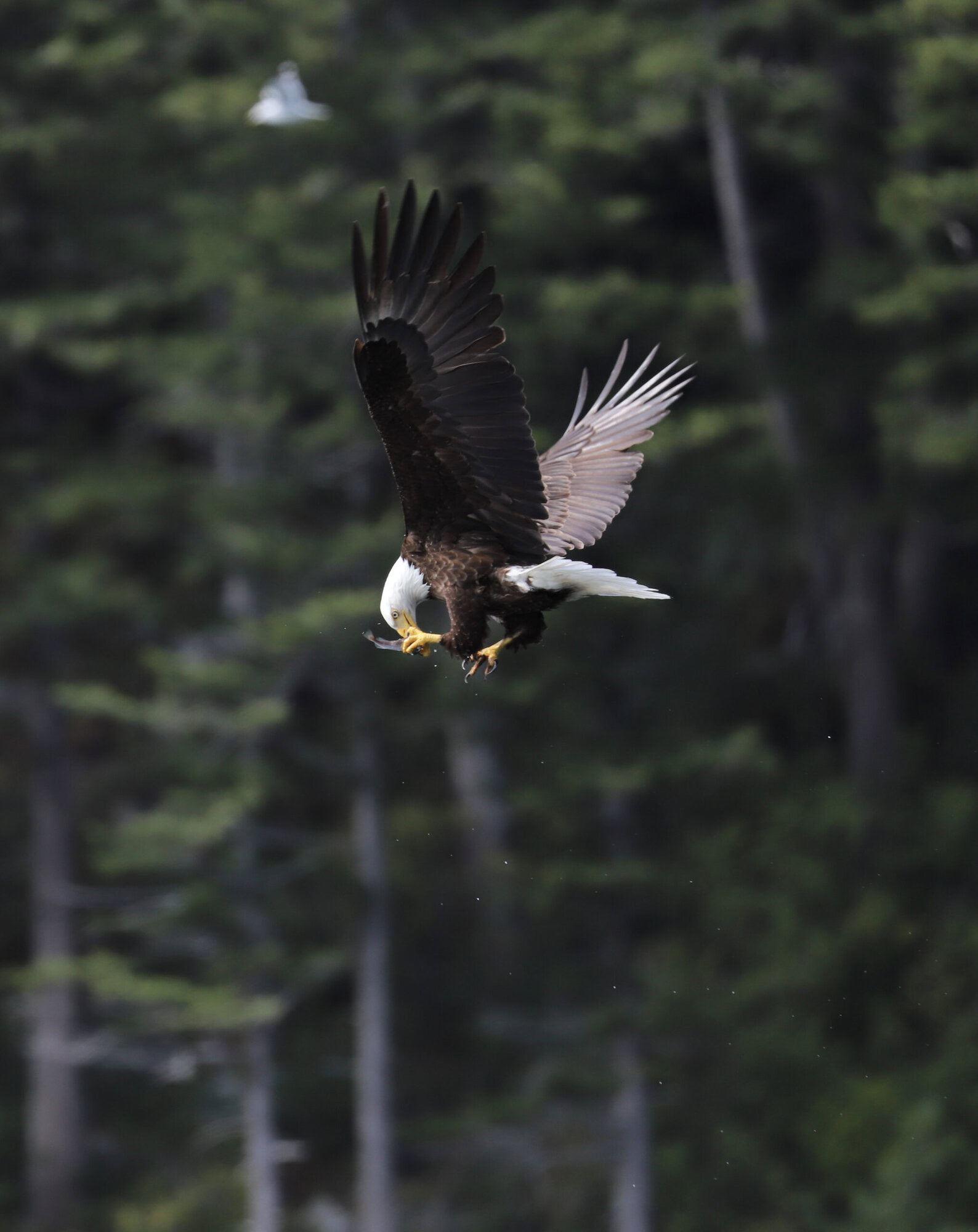 Bald eagle with hake in the air