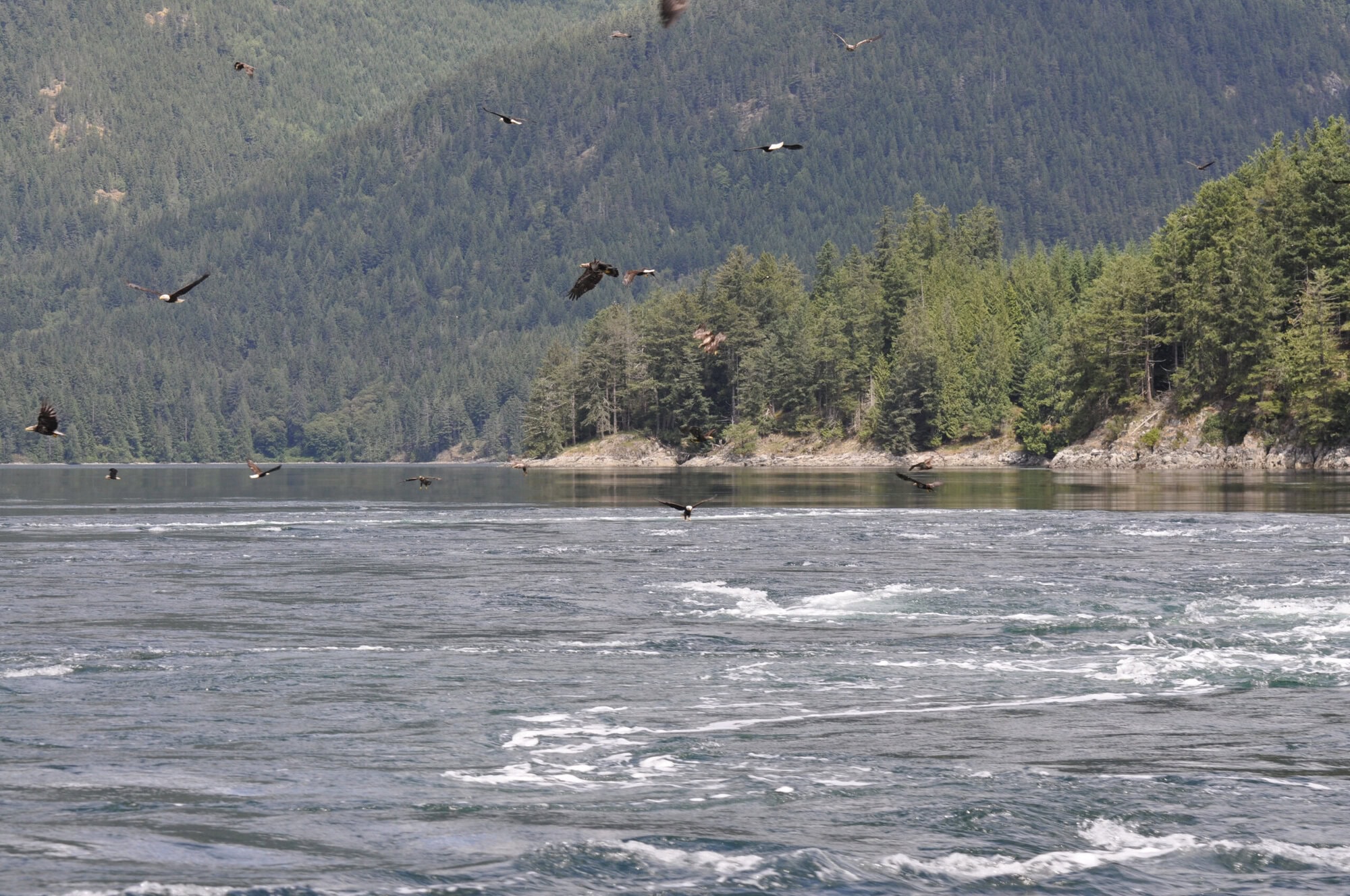 Many bald eagles swooping over the ocean