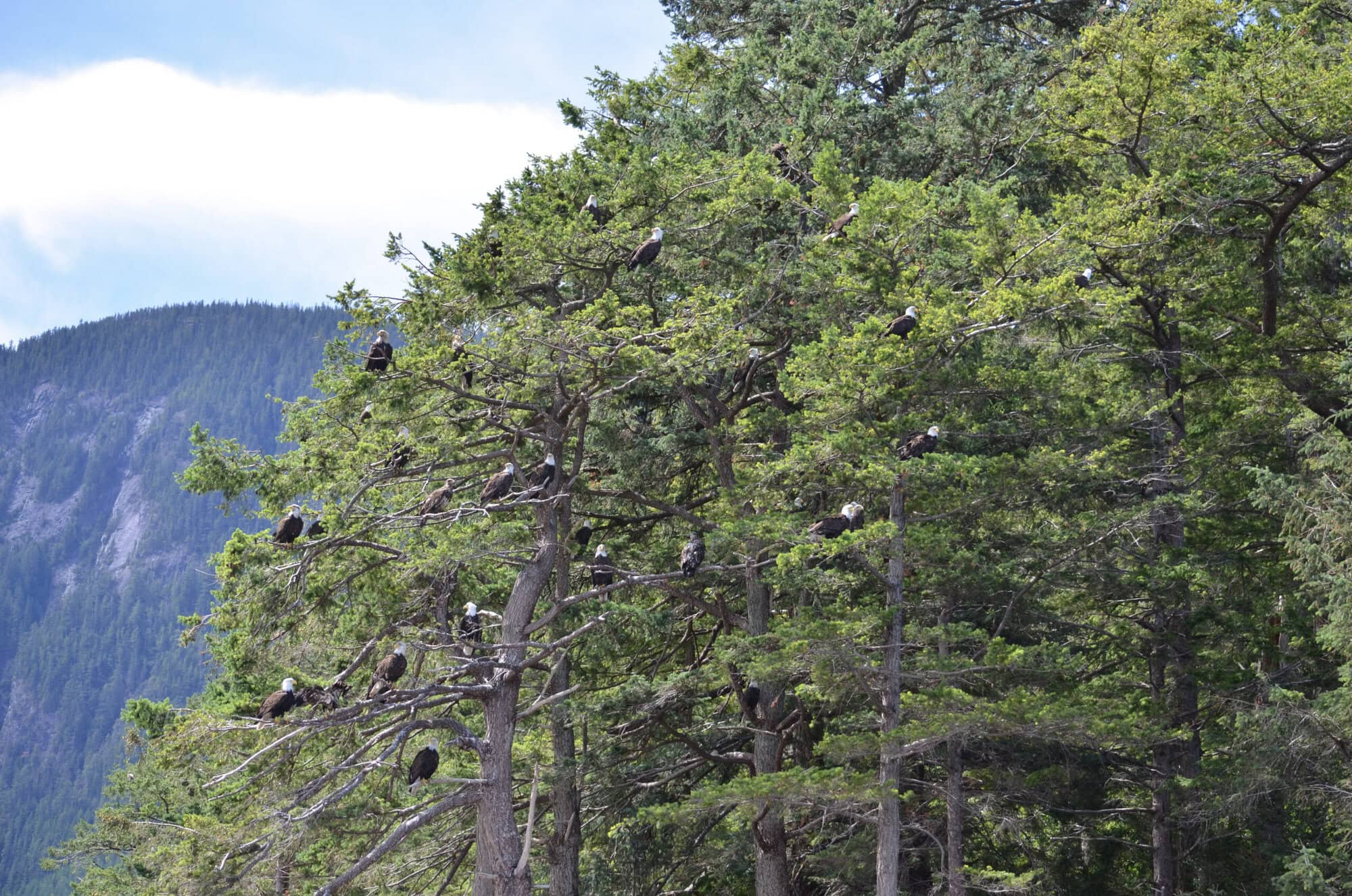 Eagles sitting in trees