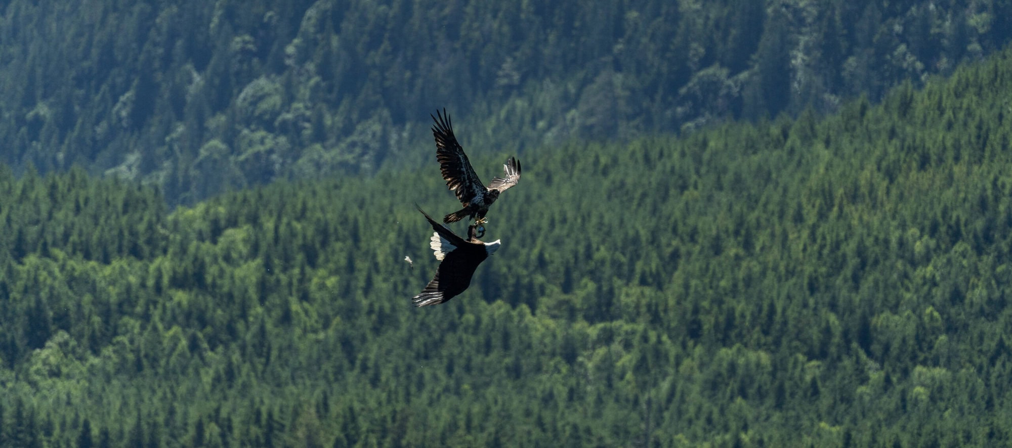 Two eagles fighting over a fish