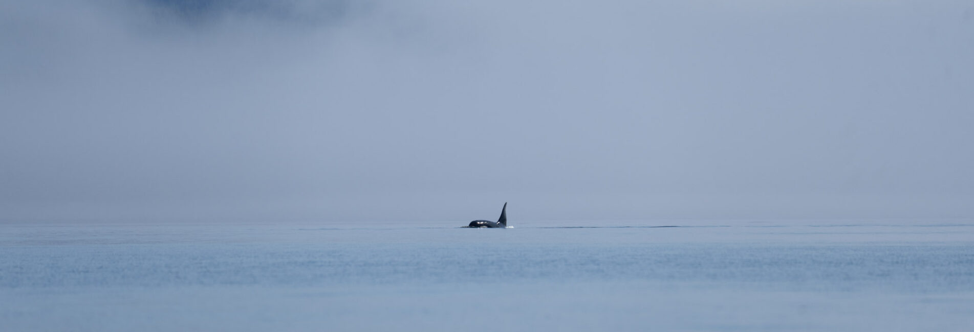 A killer whale in the fog